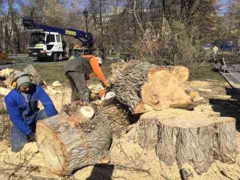 Удаление деревьев с автовышки и распил на дрова 