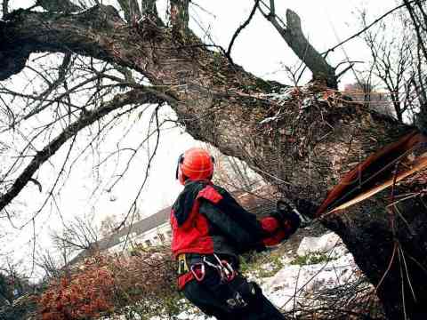 Удаление дерева целиком на придомовой территории