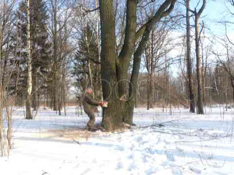 Вырубка деревьев в Московской области