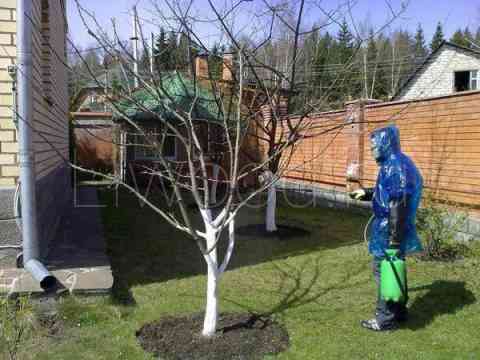 Обработка деревьев от вредителей