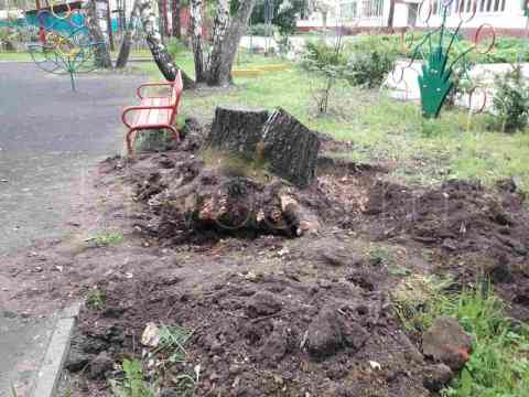 Удаление дерева целиком с земли с распиловкой в Москве