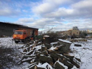 Чем грозит незаконная вырубка деревьев
