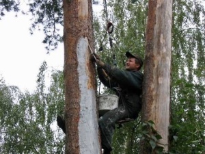 Как бороться с заболеваниями плодовых деревьев
