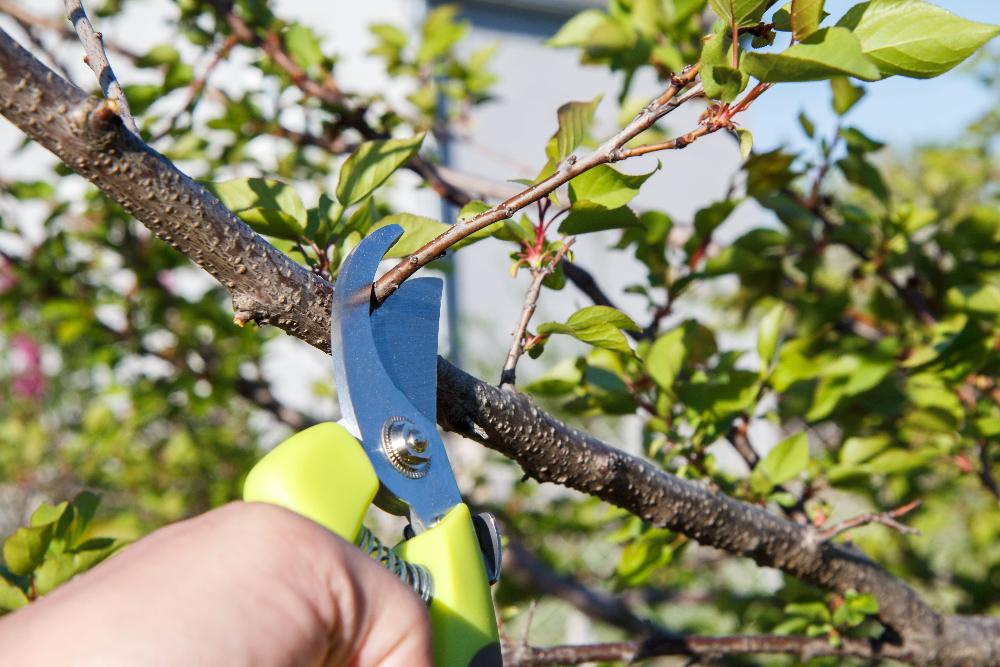 Обрезка плодовых деревьев Обрезка плодовых деревьев