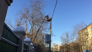 Обрезка плодовых деревьев весной