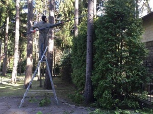 Формирующая обрезка плодовых деревьев