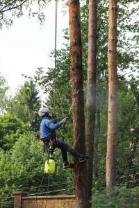 Полив деревьев осенью