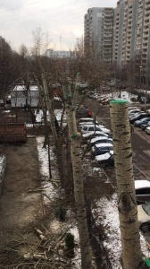 Зимняя обрезка плодовых деревьев