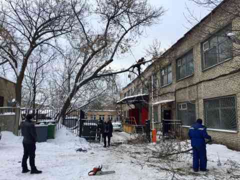 Удаление деревьев частями в городе