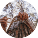 Укрепление деревьев