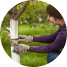 Лечение деревьев