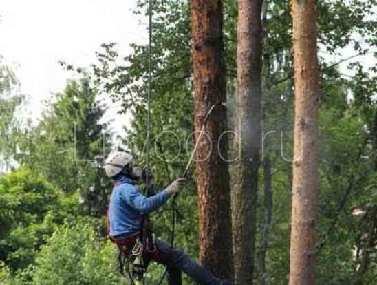 Опрыскивание деревьев арбористами