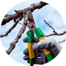 Обрезка деревьев