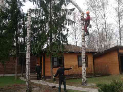 Валка деревьев