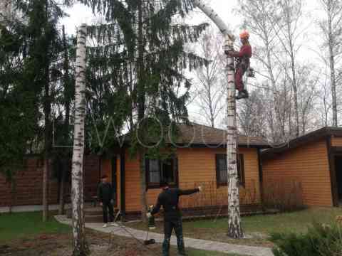 Валка деревьев альпинистами