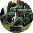 Ландшафтный дизайн