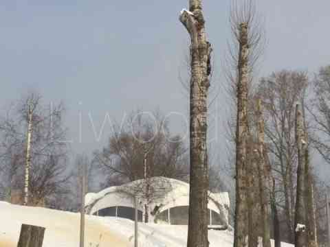 Удаление деревьев в Москве