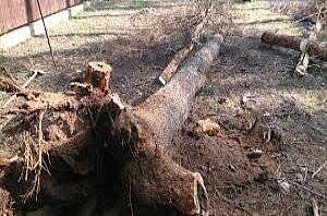 Удаление корней деревьев