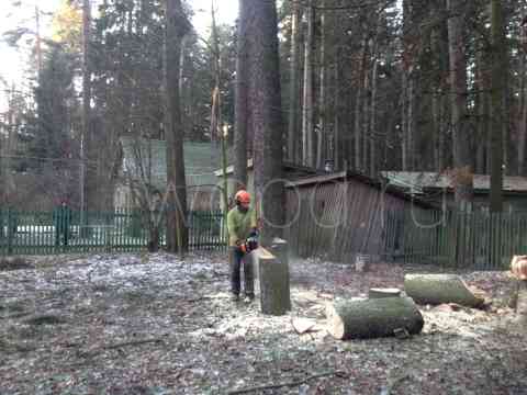 Спил деревьев на дачном участке