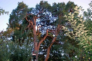 Диагностика деревьев в Москве
