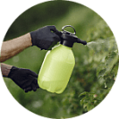 Опрыскивание деревьев