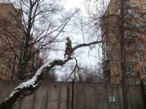 удаление аварийных деревьев