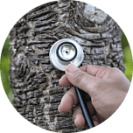Обследование и диагностика деревьев