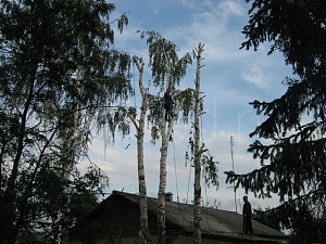 Обрезка плодовых деревьев