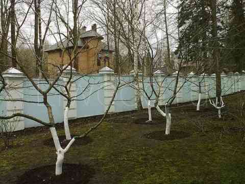 Обрезка плодовых деревьев (яблонь и груш) в Москве