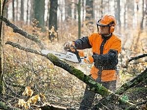 Брейсинг деревьев