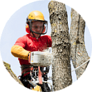 Арбористика