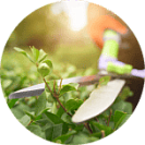 Кронирование деревьев